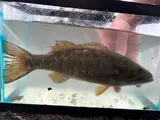 Smallmouth Bass, photographed in Ohio