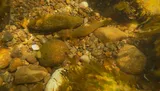 Tippecanoe Darter, photographed in Ohio