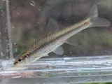 Blacknose Shiner, photographed in Ontario