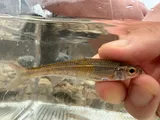 Duskystripe Shiner, photographed in Arkansas