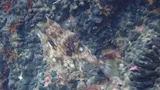 Spiny Boxfish, photographed in Shizuoka