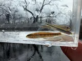 Roanoke Darter, photographed in Virginia