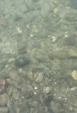 Tule Perch, photographed in California