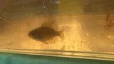 Banded Sunfish, photographed in New Jersey