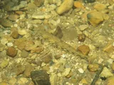 Spangled Darter, photographed in Tennessee