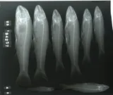 Bigmouth Chub, photographed in Virginia