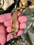 Ozark Madtom, photographed in Arkansas