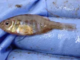 Pumpkinseed, photographed in British Columbia