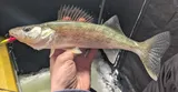 Walleye, photographed in Michigan