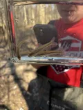 Bullhead Minnow, photographed in Alabama