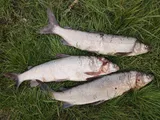 Broad Whitefish, photographed in Sakha