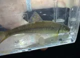 Bull Chub, photographed in North Carolina