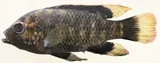 Greenheaded Bream, photographed in Katanga