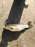 Grass Carp, photographed in Hà Nội