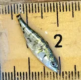 Blackspotted Stickleback, photographed in New Brunswick