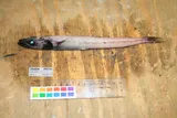 Scaly Waryfish, photographed in British Columbia