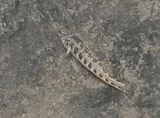 Snubnose Darter, photographed in Tennessee