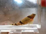 Blenny Darter, photographed in Tennessee