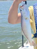 Gray Trout, photographed in Setúbal