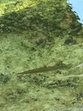 Florida Gar, photographed in Florida