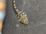 Pacific Staghorn Sculpin, photographed in British Columbia
