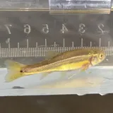 Finescale Dace, photographed in Ontario