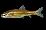 Roundnose Minnow, photographed in New Mexico