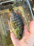 Warmouth, photographed in Mississippi