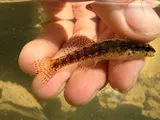 Savannah Darter, photographed in South Carolina