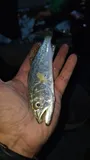 Spotted Seatrout, photographed in Yucatán