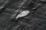 American Gizzard Shad, photographed in Ohio