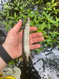 Chain Pickerel, photographed in Georgia