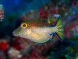 Sharpnose Puffer, photographed in George Town