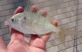 Pinfish, photographed in Florida