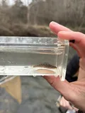 Gulf Darter, photographed in Alabama