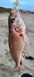 Atlantic Croaker, photographed in New Jersey