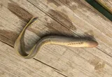 Silver Lamprey