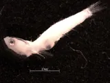 Twoscale Goby, photographed in Quintana Roo