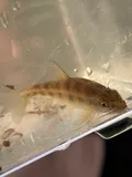 Western Creek Chubsucker, photographed in Illinois