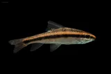 Sharpfin Chubsucker, photographed in Alabama