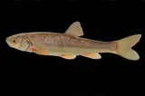 Rio Grande Chub, photographed in New Mexico