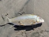 Quillback, photographed in Ontario