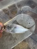 Tidewater Mojarra, photographed in Florida