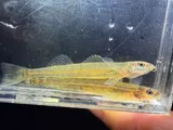 Naked Sand Darter, photographed in Alabama