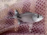 Hawaiian Aholehole, photographed in Hawaii