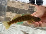 Greenside Darter, photographed in Arkansas