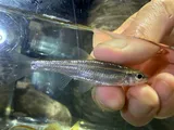 Duskystripe Shiner, photographed in Arkansas