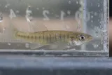 Banded Killifish, photographed in Wisconsin