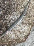 Arctic Lamprey, photographed in Yamal-Nenets