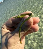 Gulf Pipefish, photographed in Florida